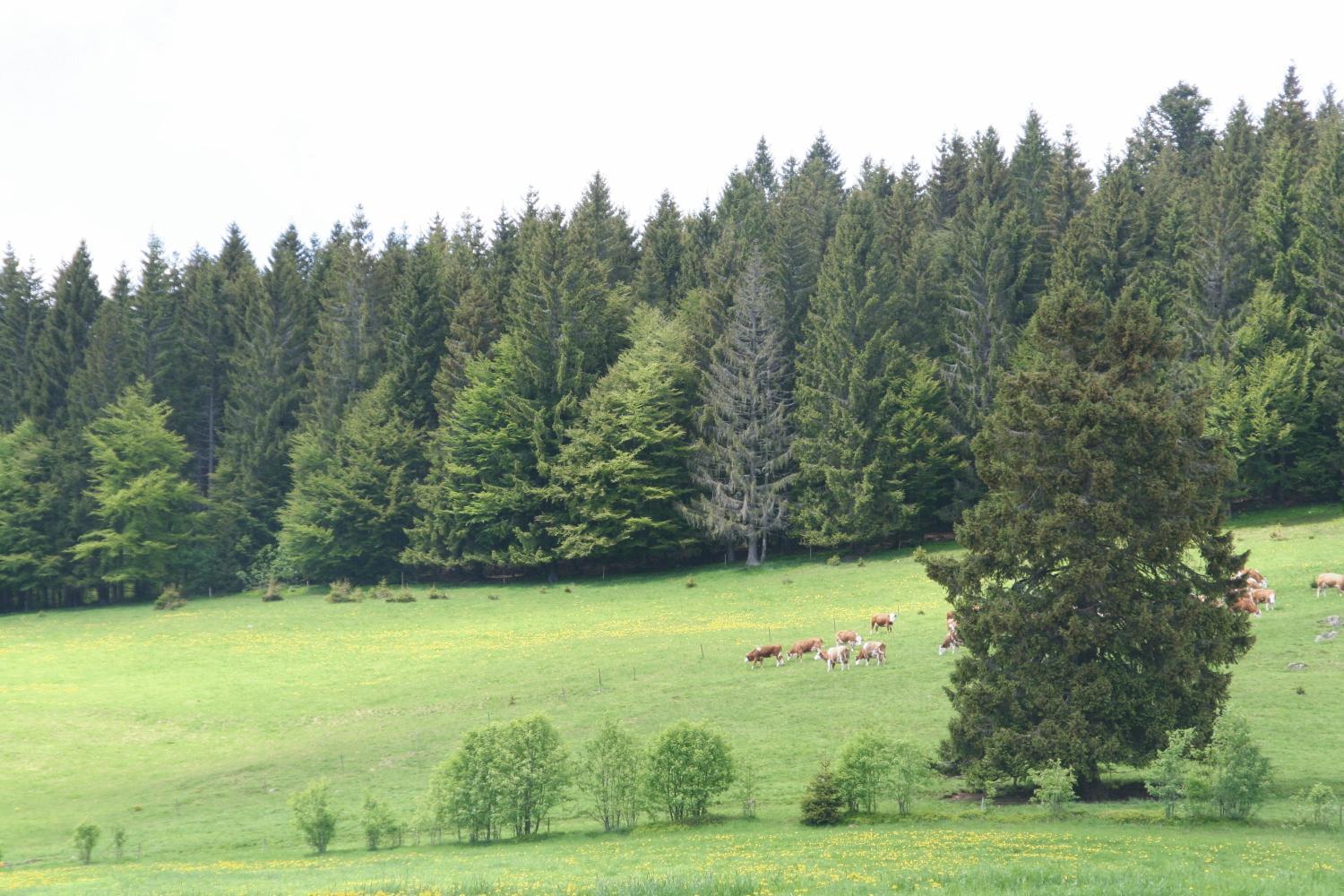 Hotel Gasthaus Hirschen Im Hochschwarzwald Todtnau Nahe Feldberg Luaran gambar